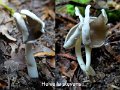 Helvella stevensii-amf2014